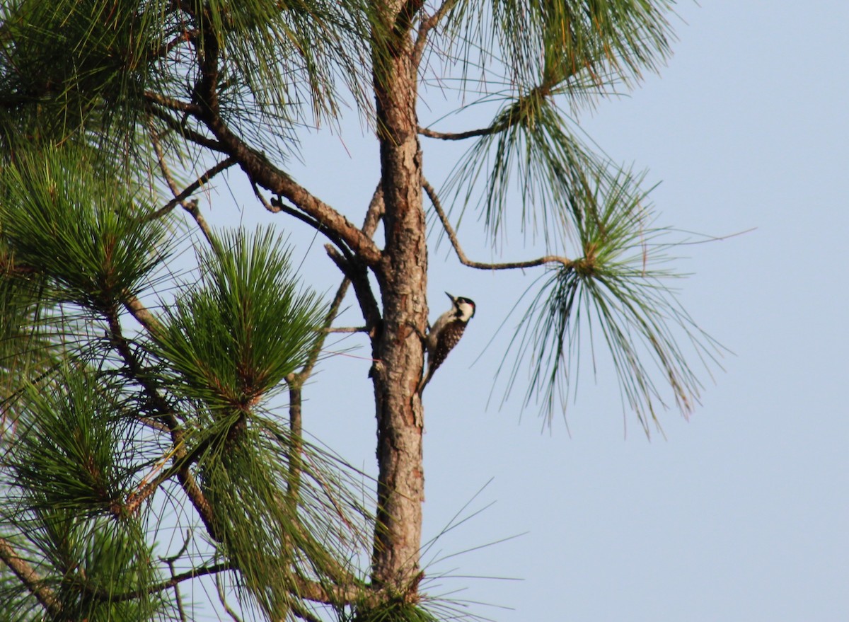 Red-cockaded Woodpecker - ML638376635