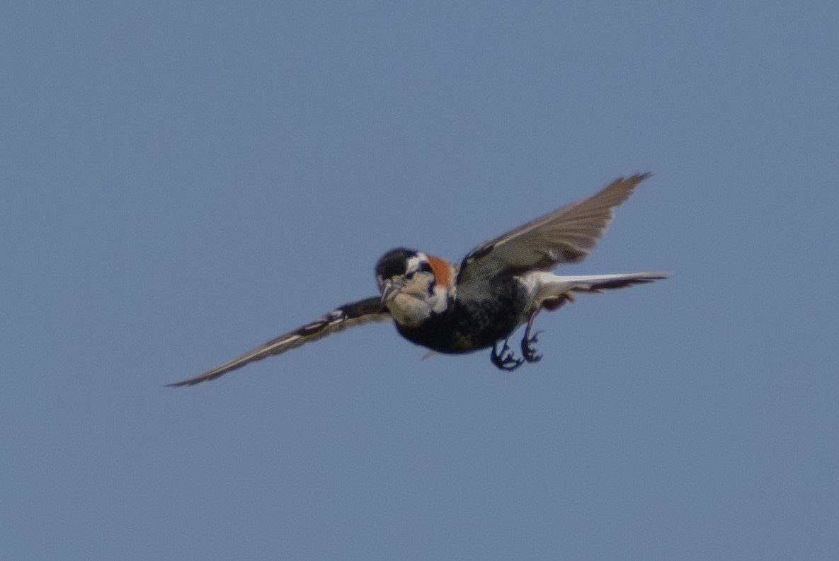 Chestnut-collared Longspur - ML638376650