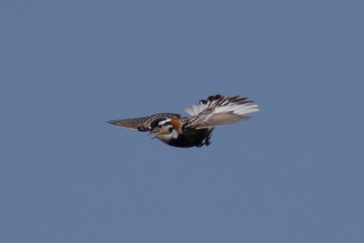 Chestnut-collared Longspur - ML638376651