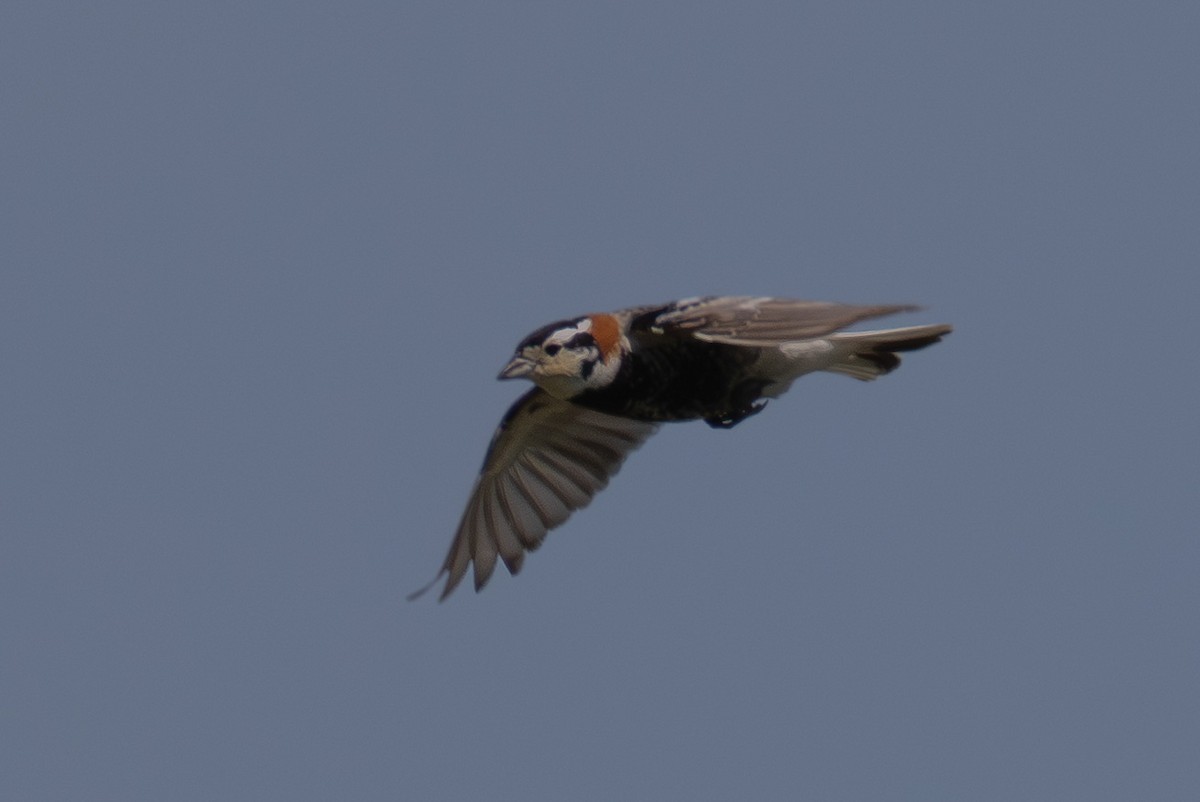 Chestnut-collared Longspur - ML638376652