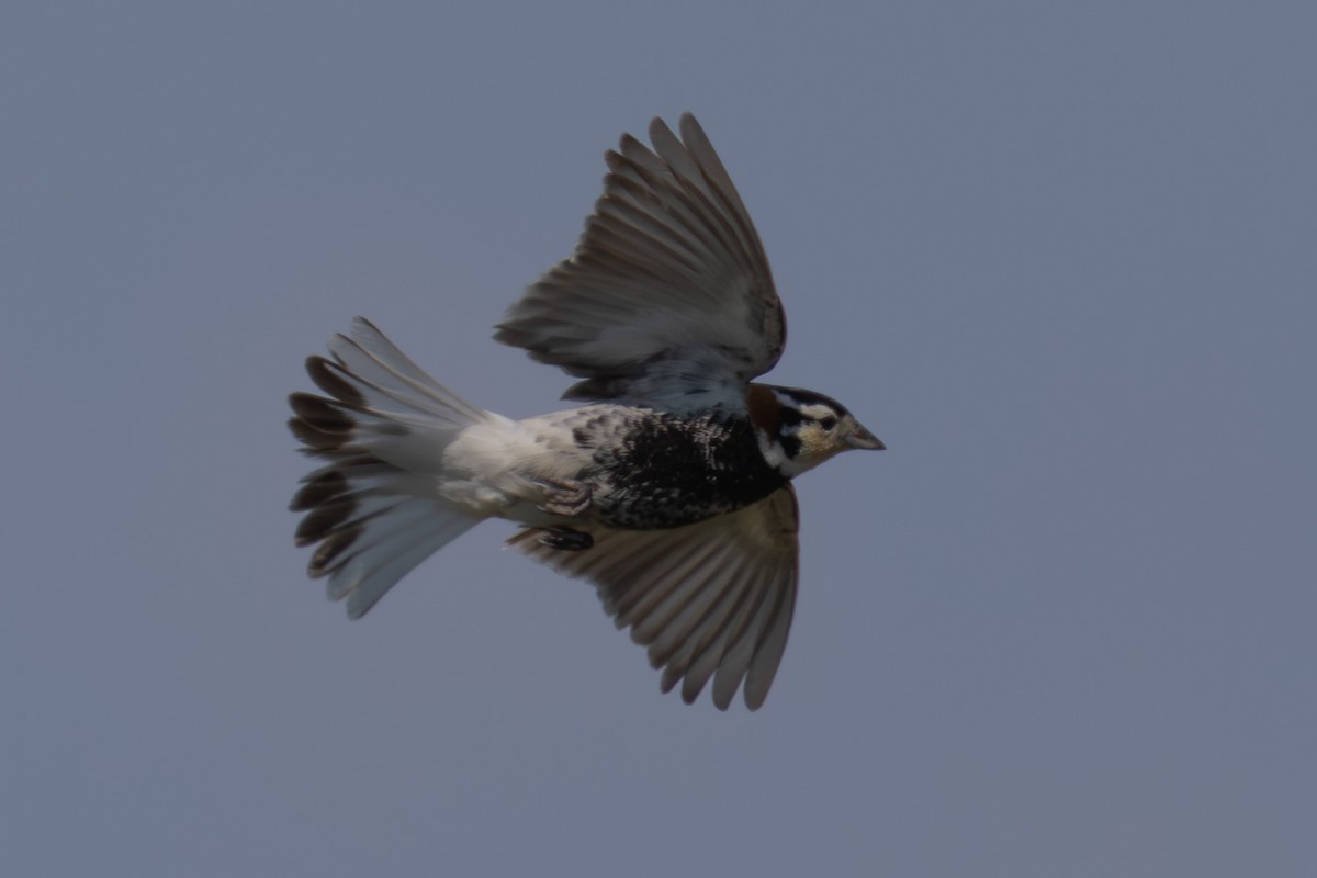 Chestnut-collared Longspur - ML638376653