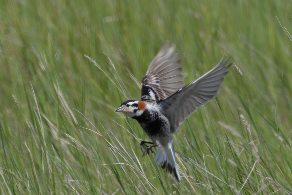 Chestnut-collared Longspur - ML638376654