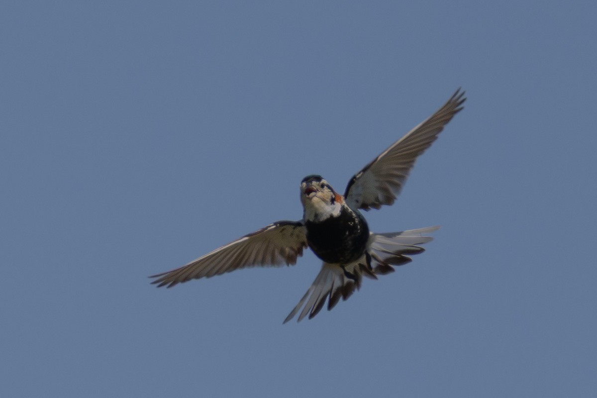 Chestnut-collared Longspur - ML638376655