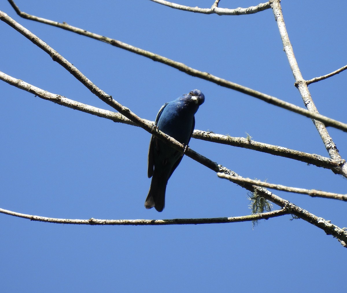 Indigo Bunting - ML638376656