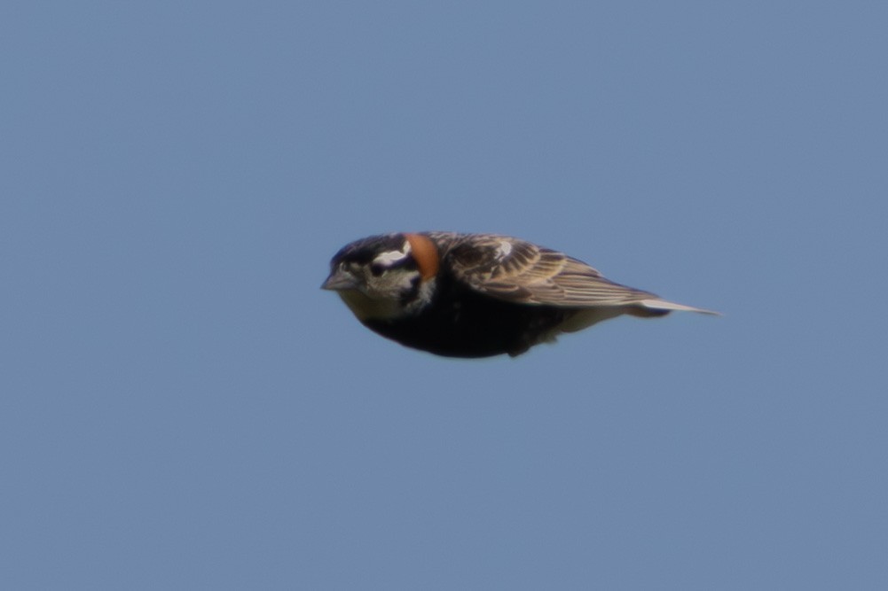 Chestnut-collared Longspur - ML638376670