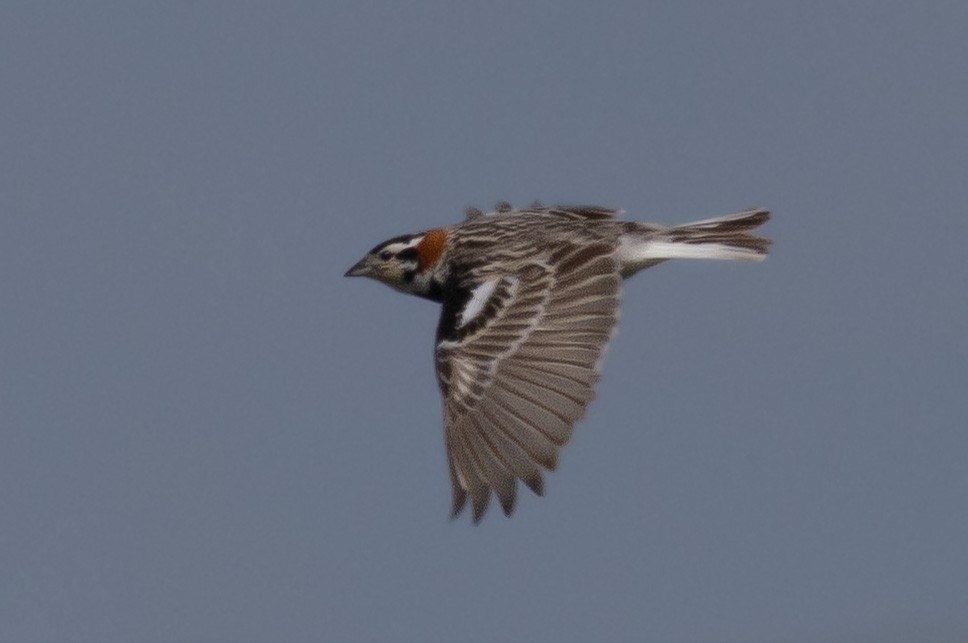 Chestnut-collared Longspur - ML638376671