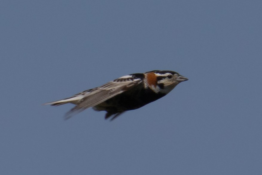 Chestnut-collared Longspur - ML638376672