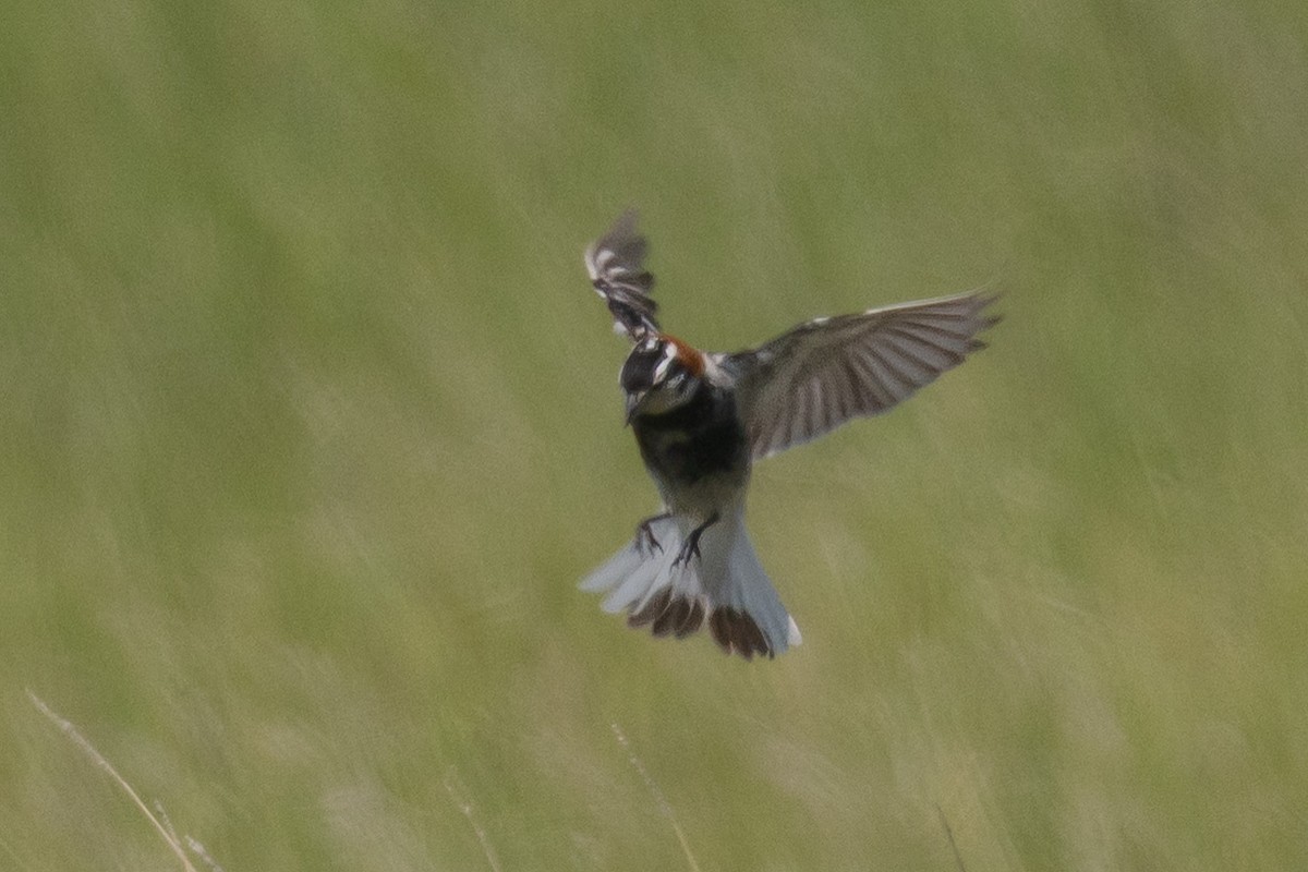 Chestnut-collared Longspur - ML638376673