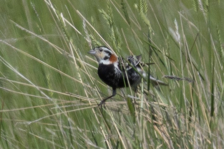 Chestnut-collared Longspur - ML638376674