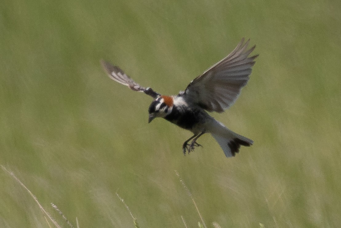 Chestnut-collared Longspur - ML638376675
