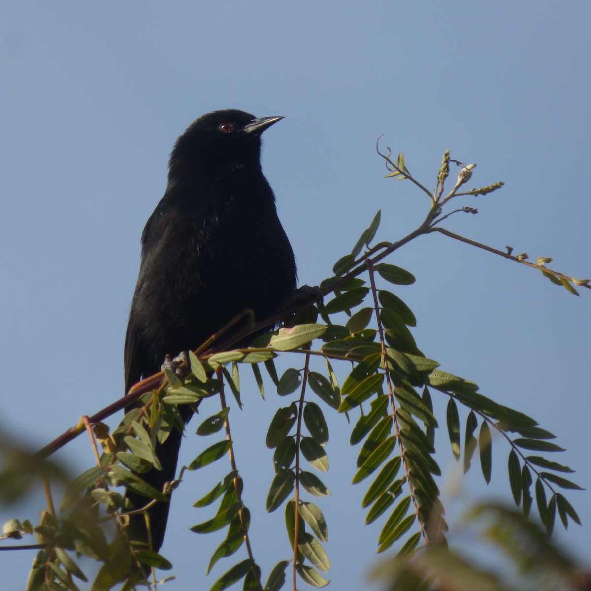 Variable Oriole - ML638376690
