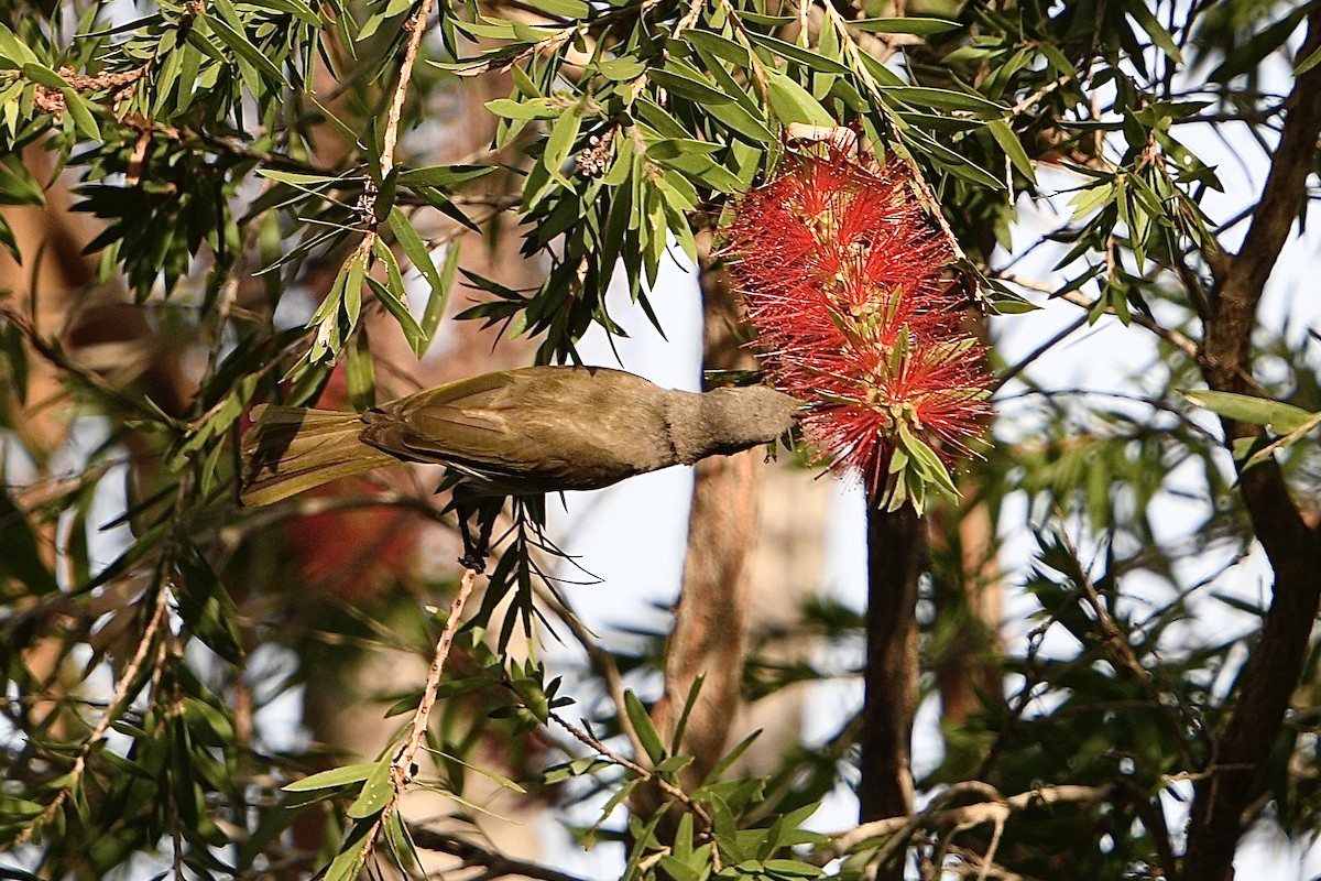 Brown Honeyeater - ML638376703