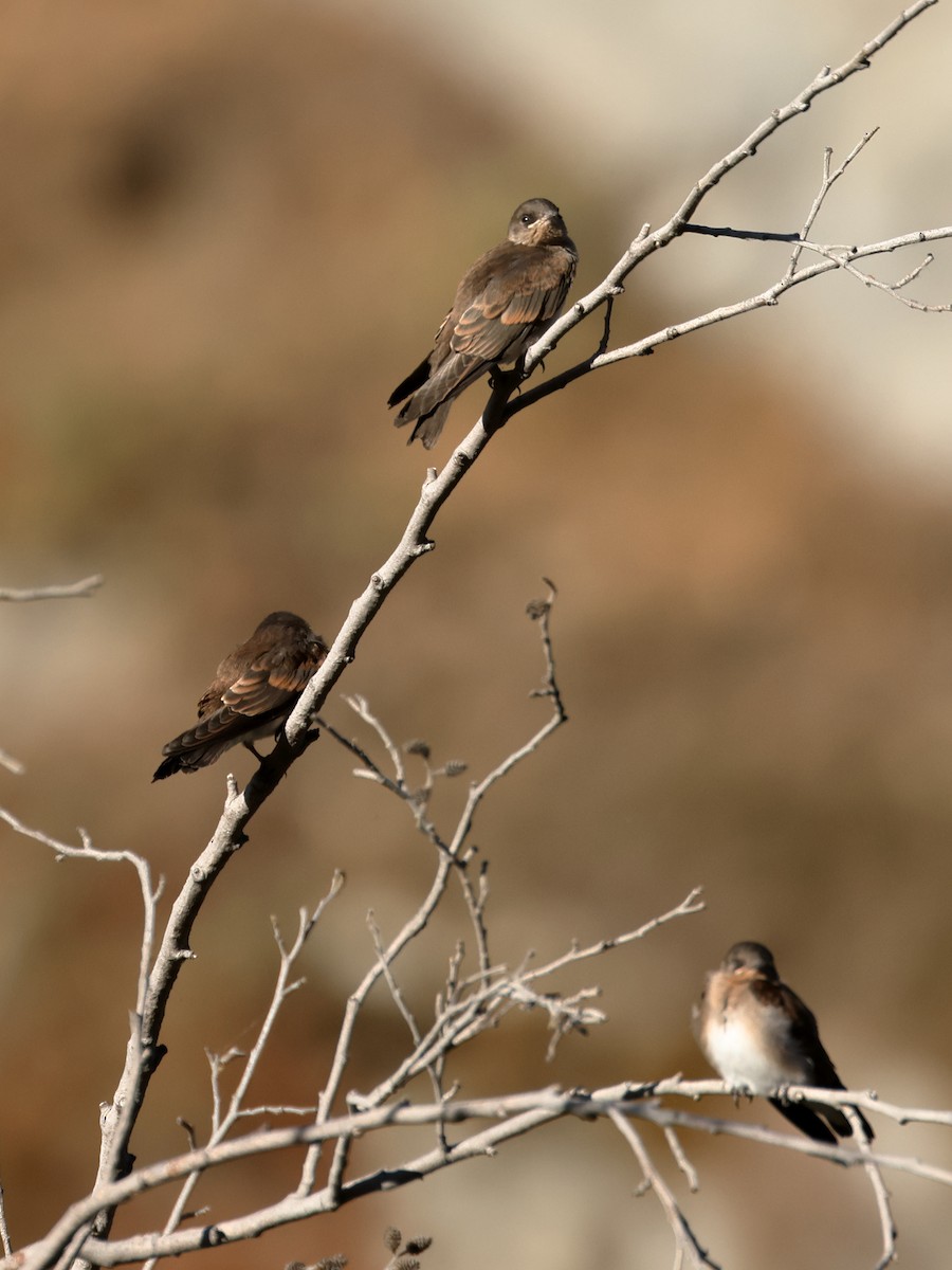 Northern Rough-winged Swallow - ML638376730