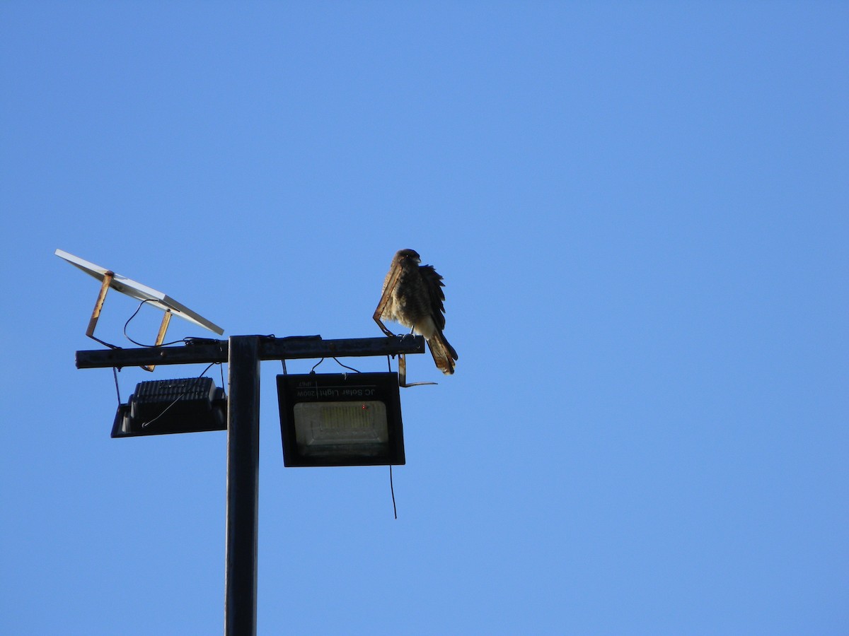 Chimango Caracara - ML638376733