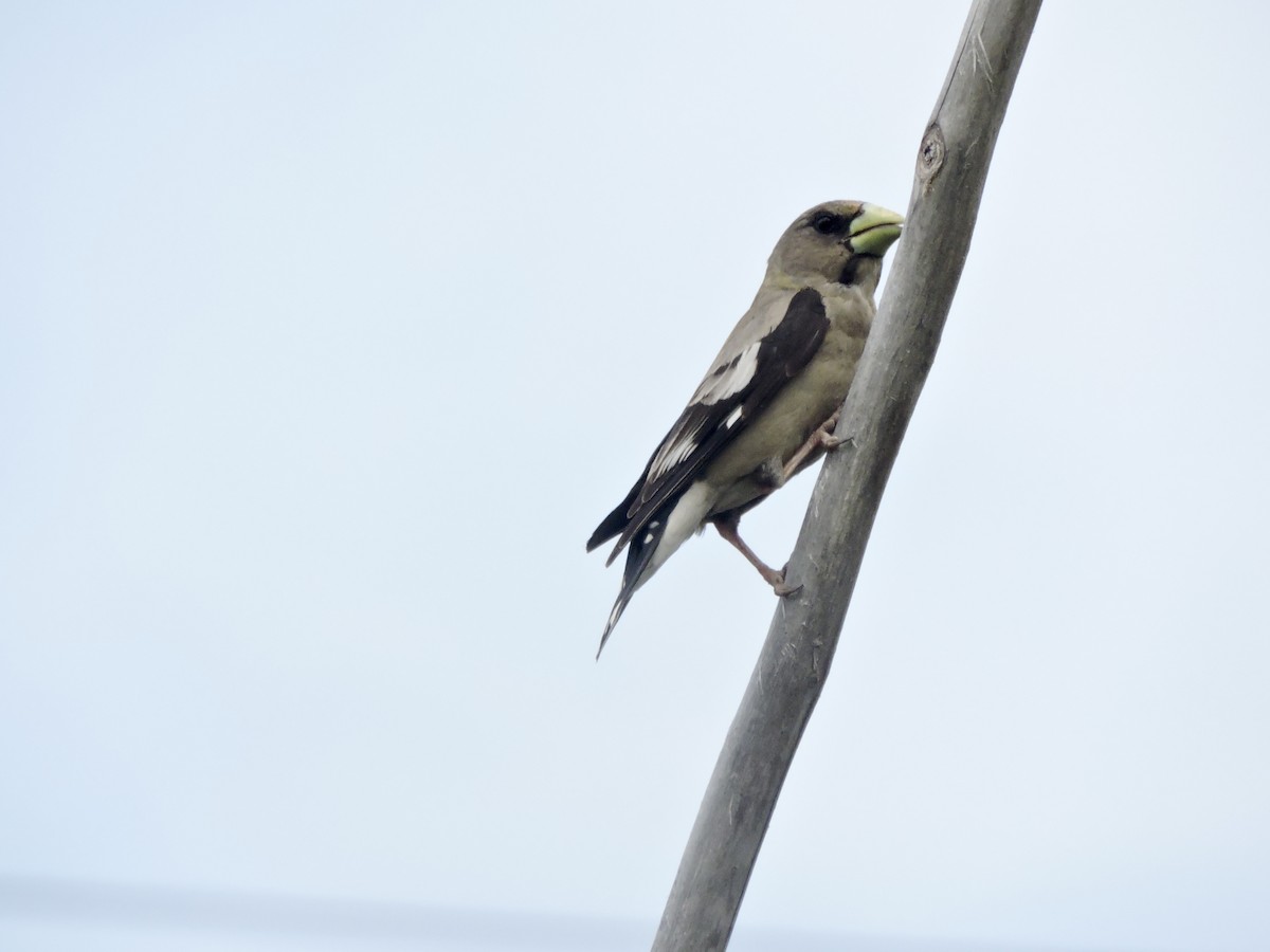 Evening Grosbeak - ML638376734