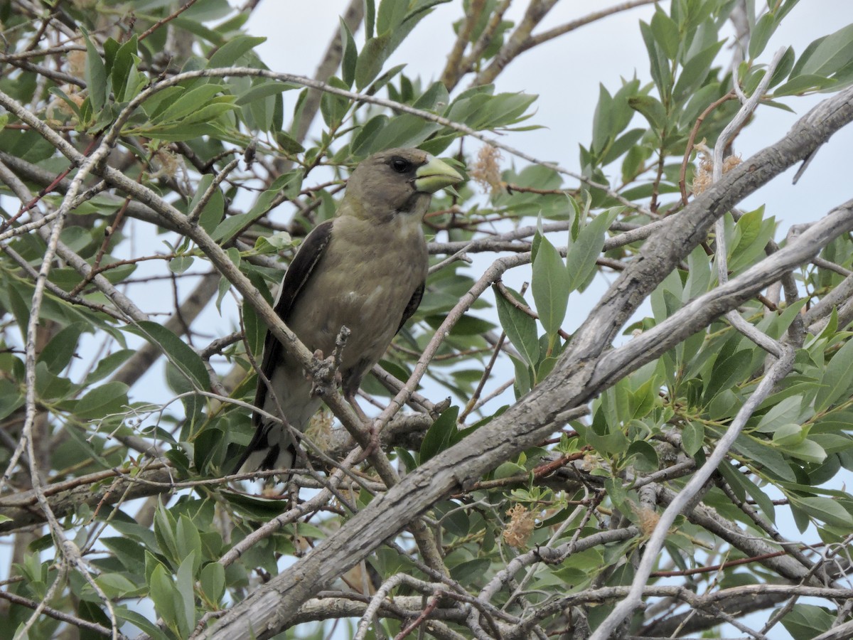Evening Grosbeak - ML638376736