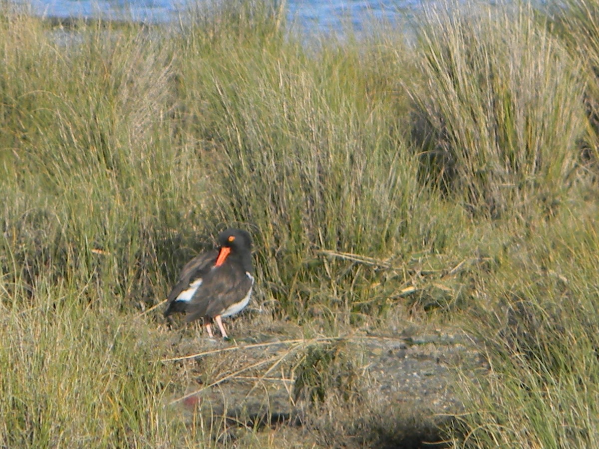 American Oystercatcher - ML638376749