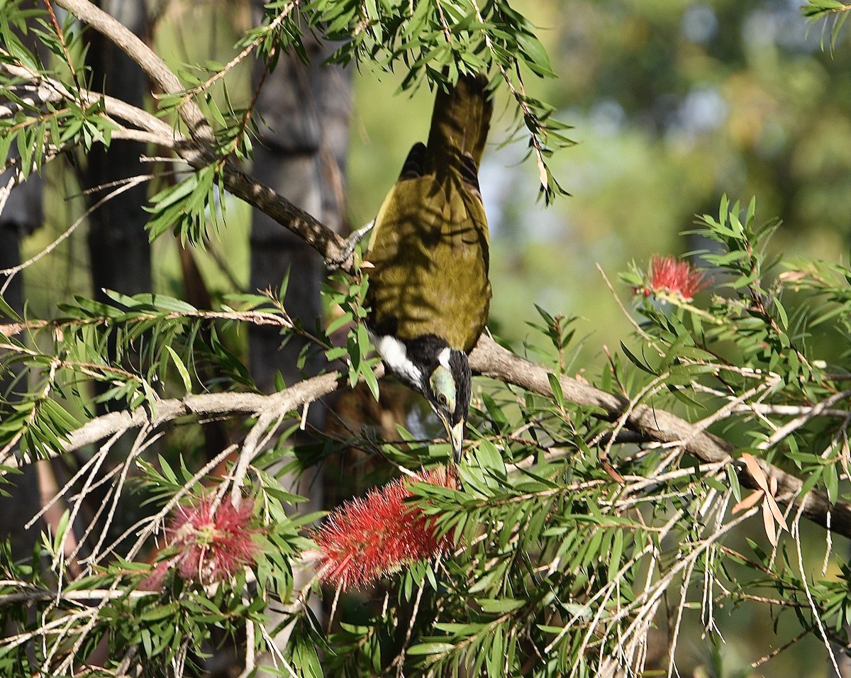 Blue-faced Honeyeater (White-quilled) - ML638376752