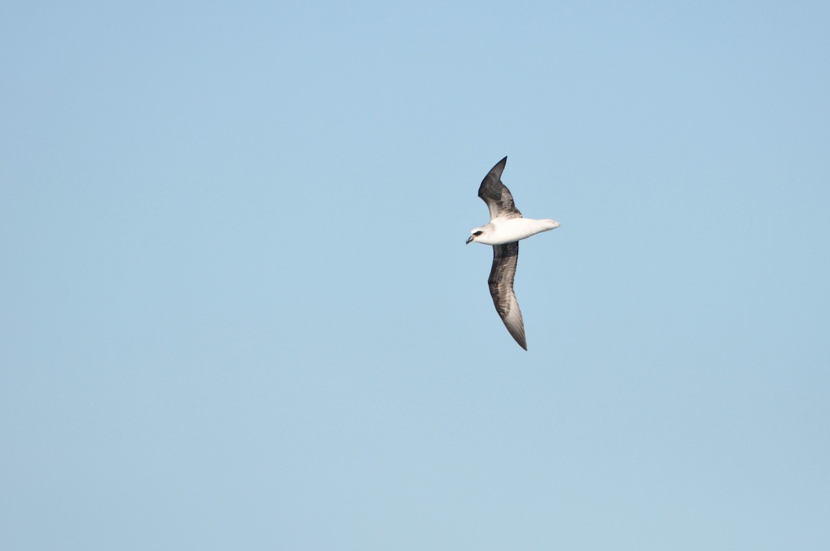 White-headed Petrel - ML638376753