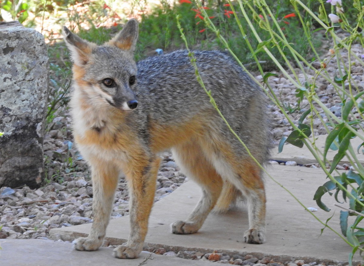 Animals - ML638376761