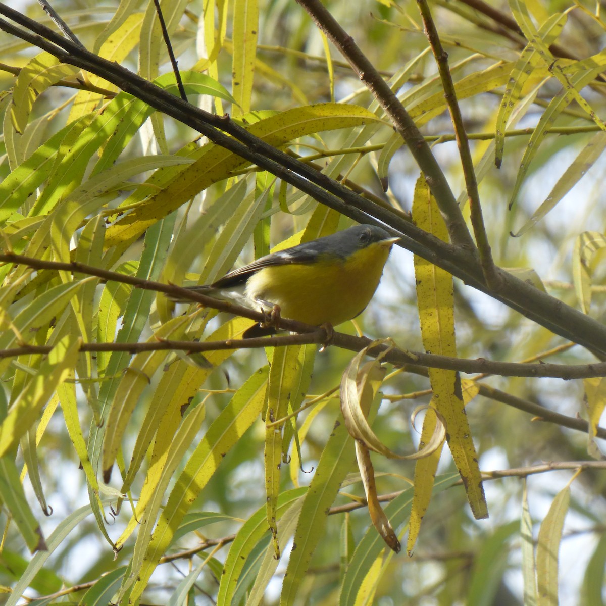 Tropical Parula - ML638376769