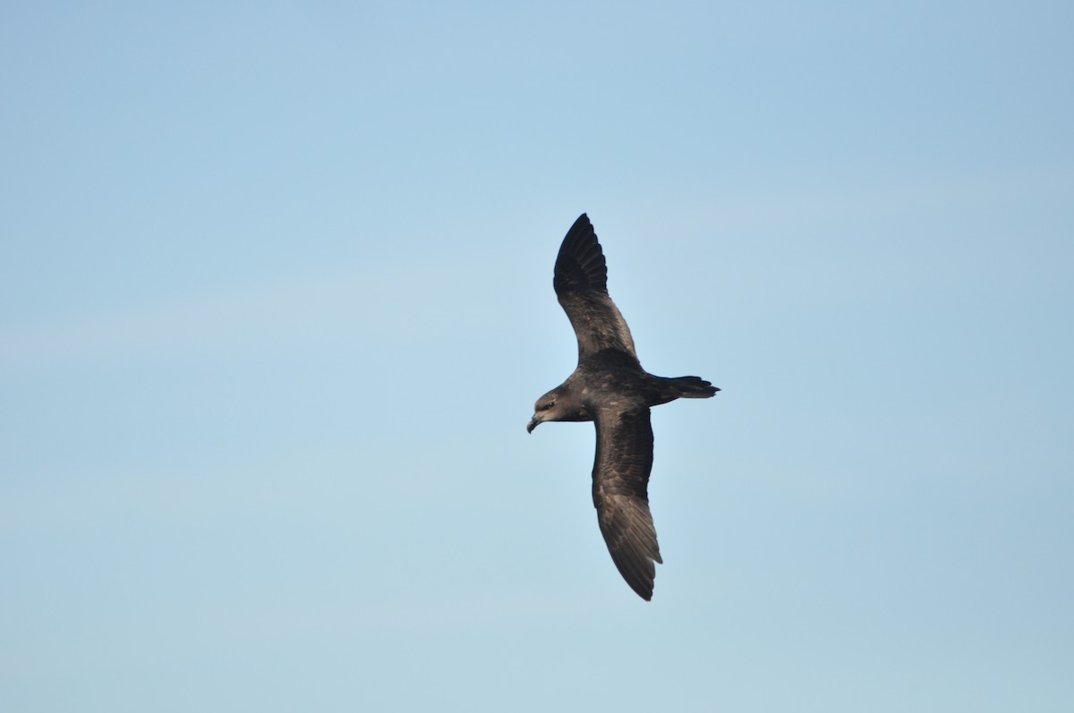 Great-winged Petrel - ML638376770