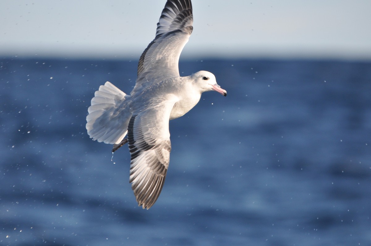Southern Fulmar - ML638376772