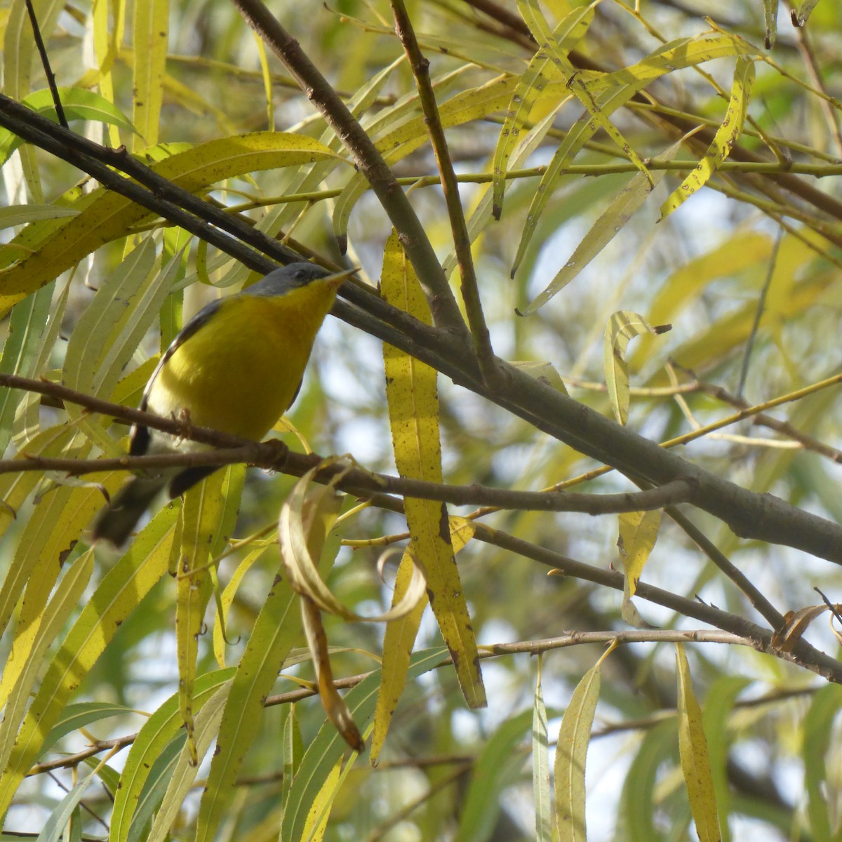 Tropical Parula - ML638376775