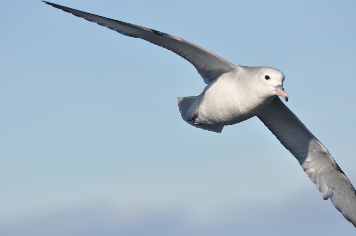 Southern Fulmar - ML638376779