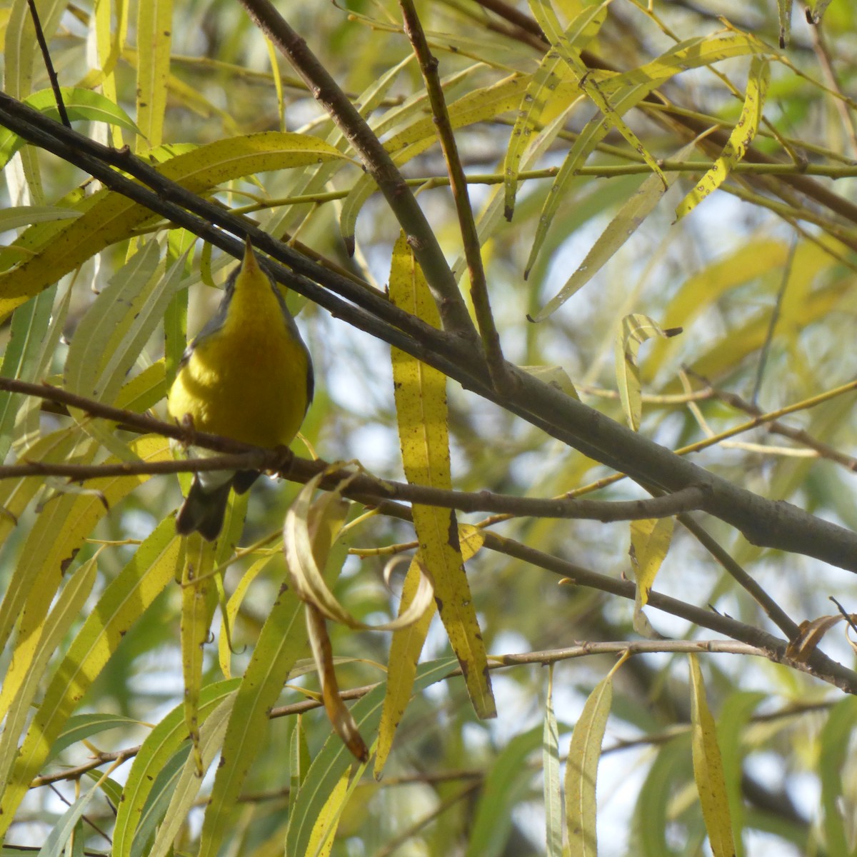 Tropical Parula - ML638376780
