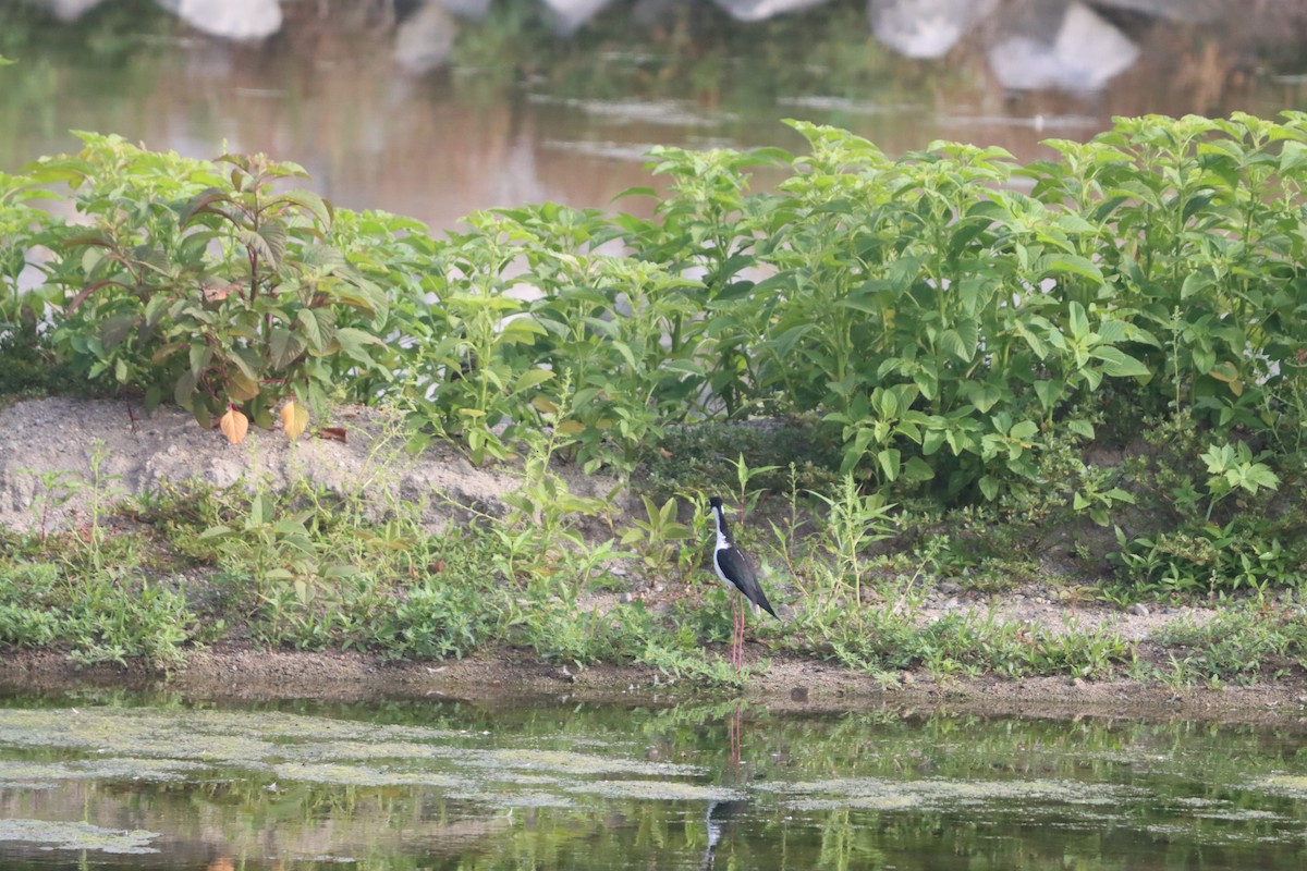 Black-necked Stilt - ML638376802