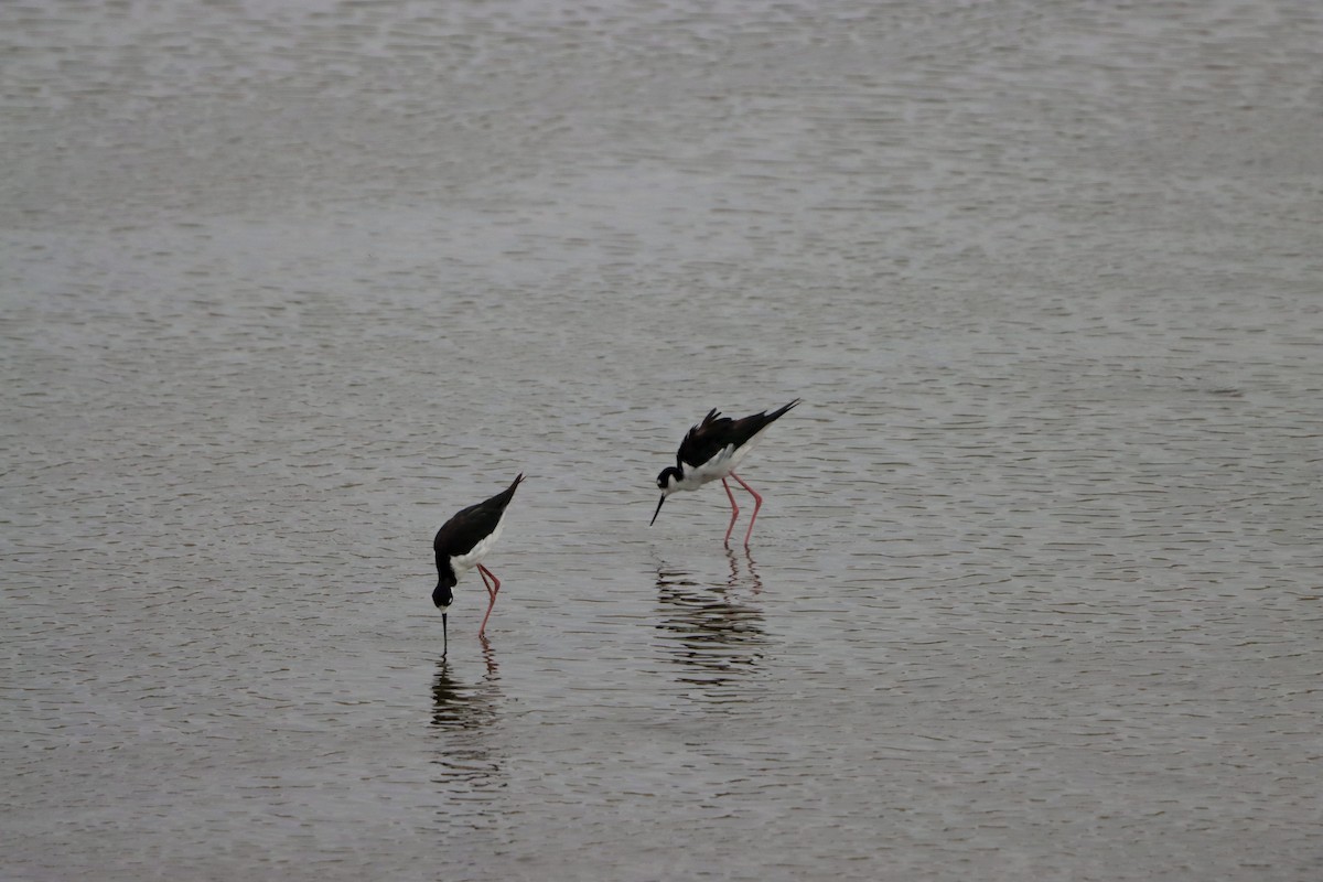 Black-necked Stilt - ML638376803