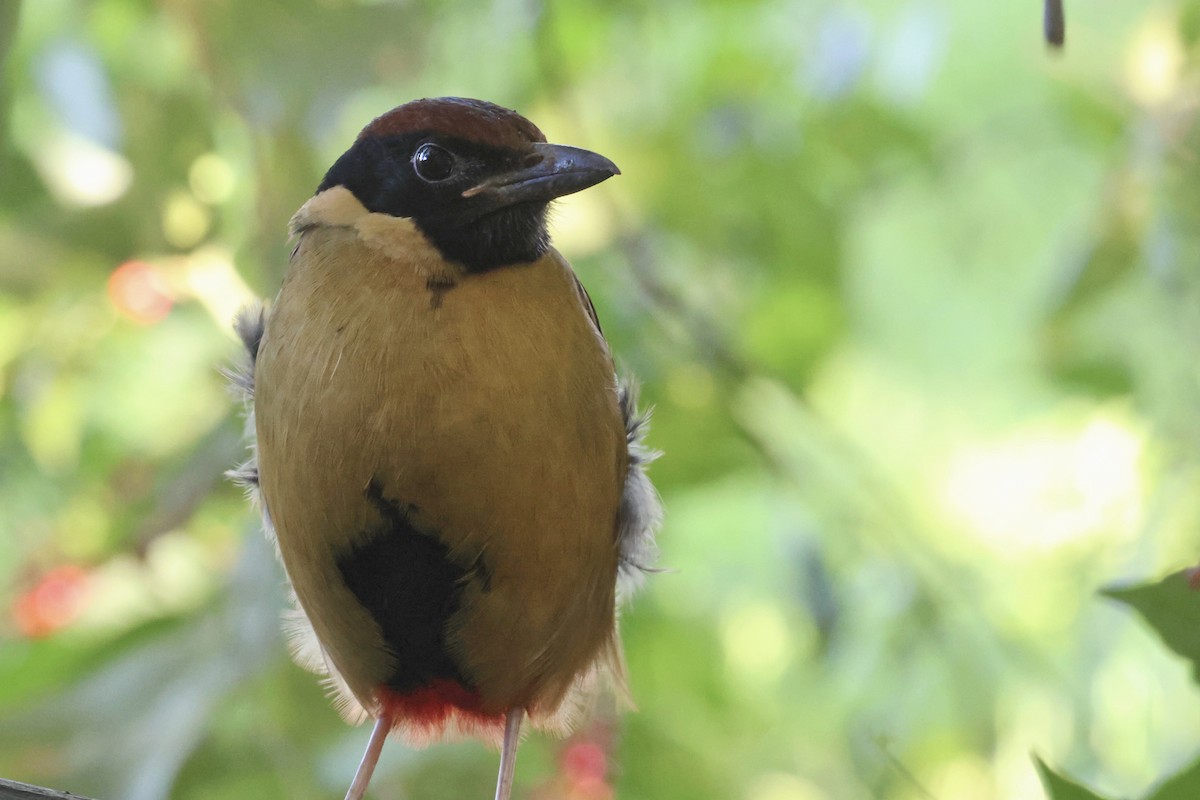 Noisy Pitta - ML638376804