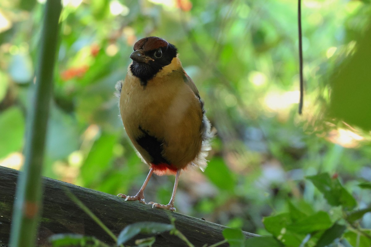 Noisy Pitta - ML638376805