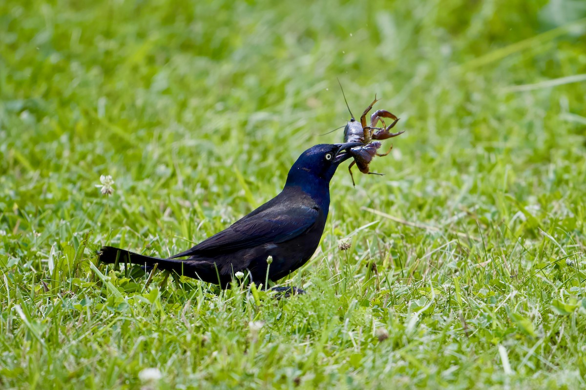 Common Grackle - ML638376809