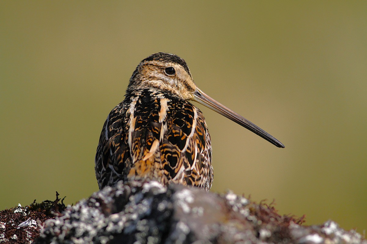Common Snipe - ML638376836