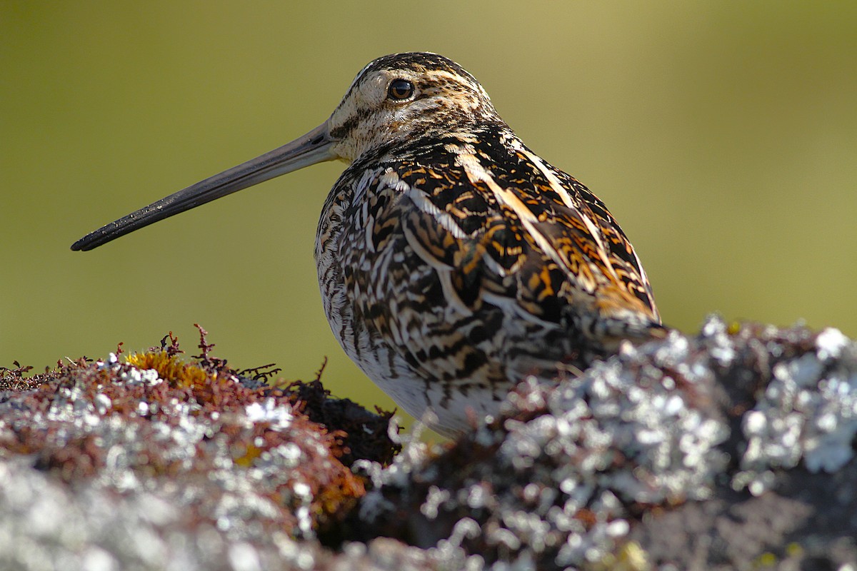 Common Snipe - ML638376842