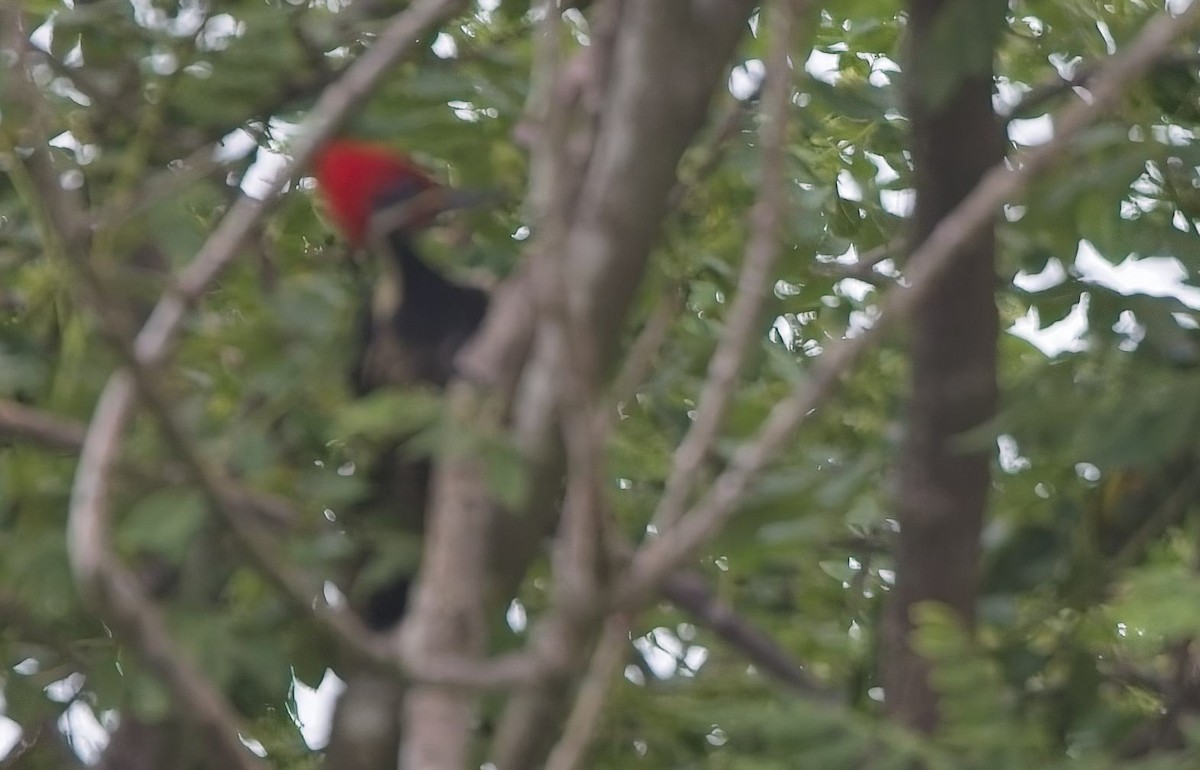 Lineated Woodpecker - ML638376869