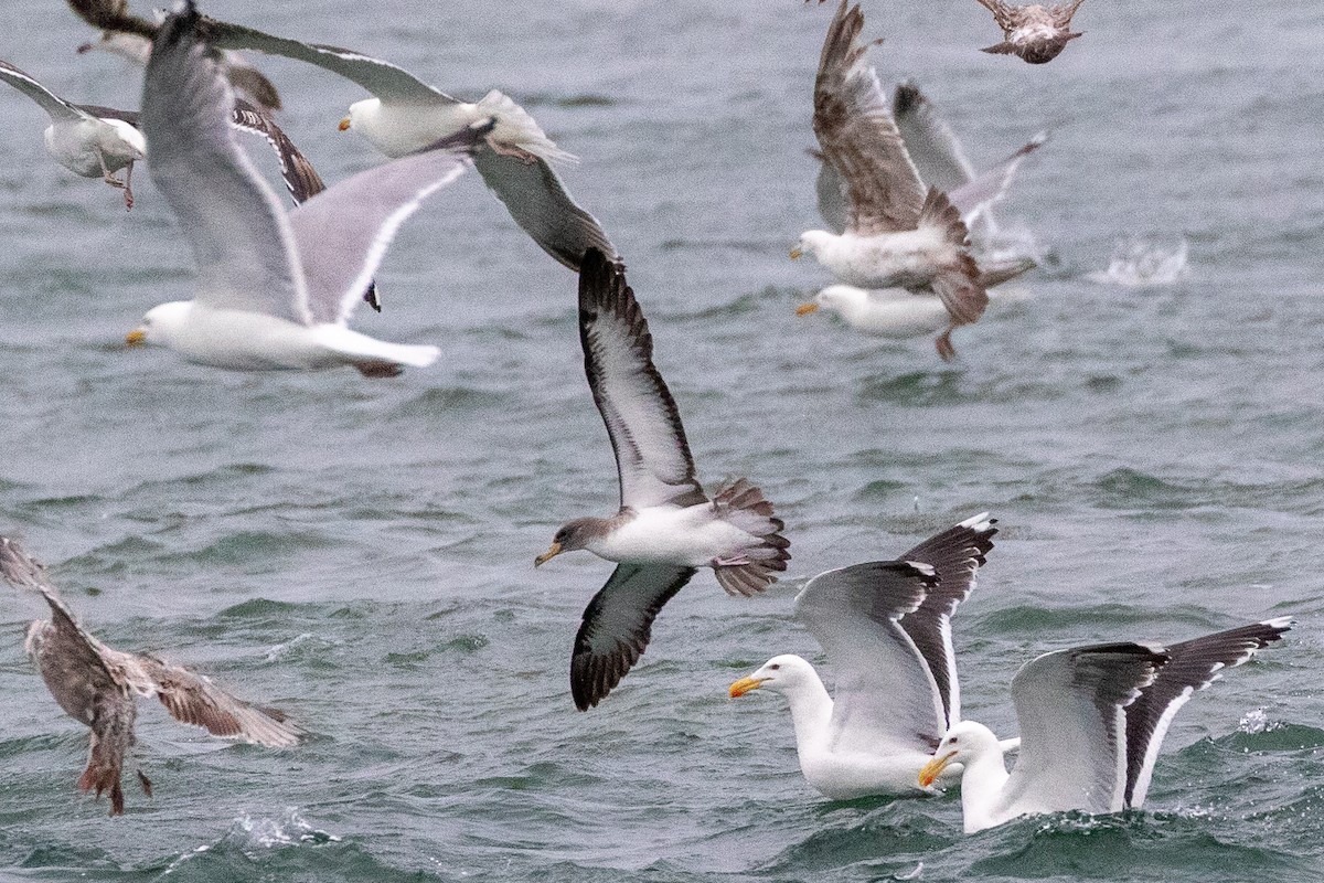 Cory's Shearwater - ML638376882