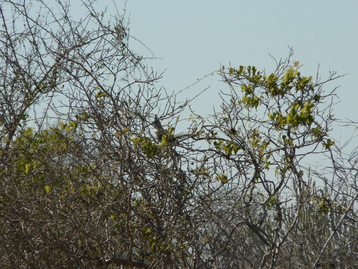 Verreaux's Coua - ML638376890