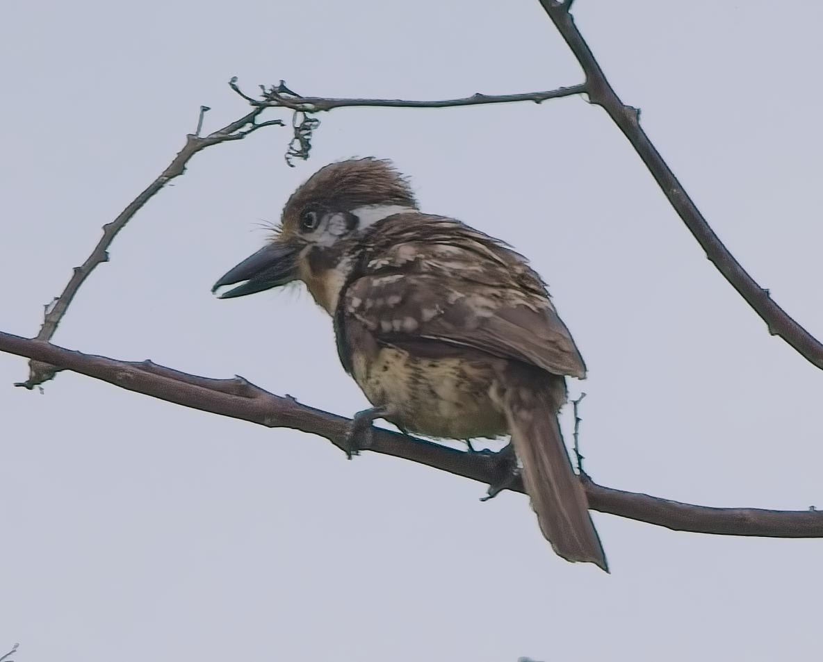 Russet-throated Puffbird - ML638376901