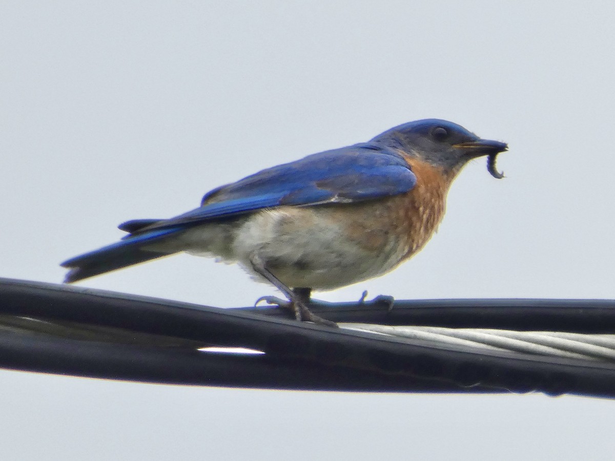 Eastern Bluebird - ML638376918