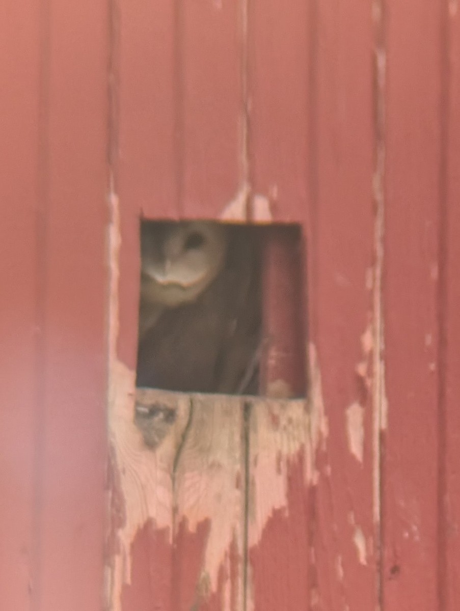 sova americká [skupina tuidara] - ML638376937