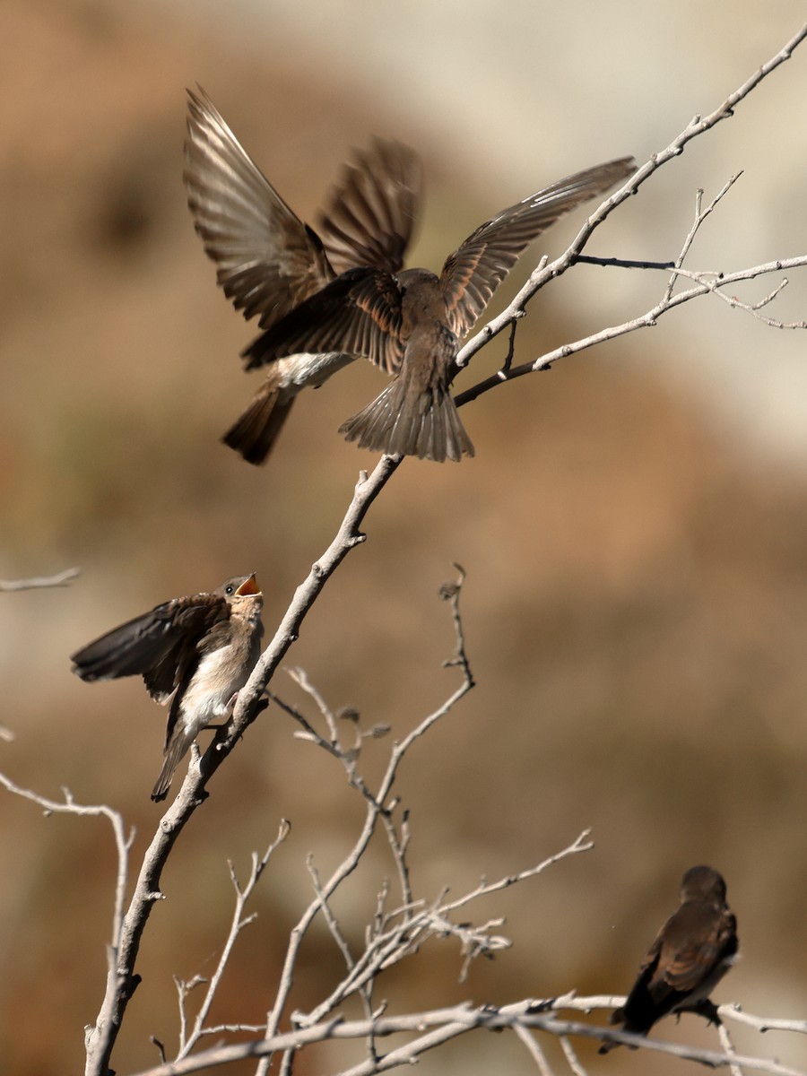 Northern Rough-winged Swallow - ML638376961