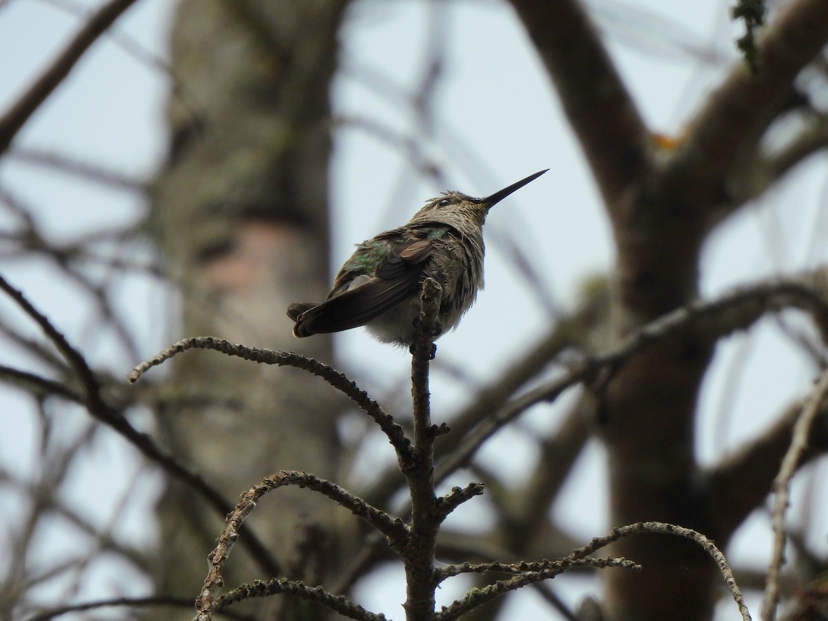 Anna's Hummingbird - ML638376978