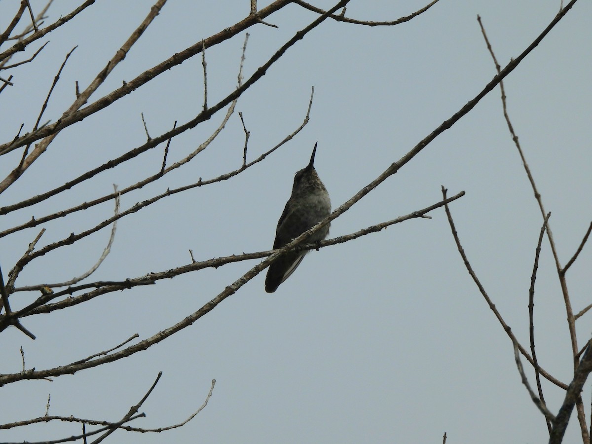 Anna's Hummingbird - ML638376979