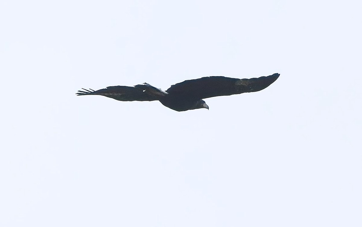 Common Black Hawk - ML638376982
