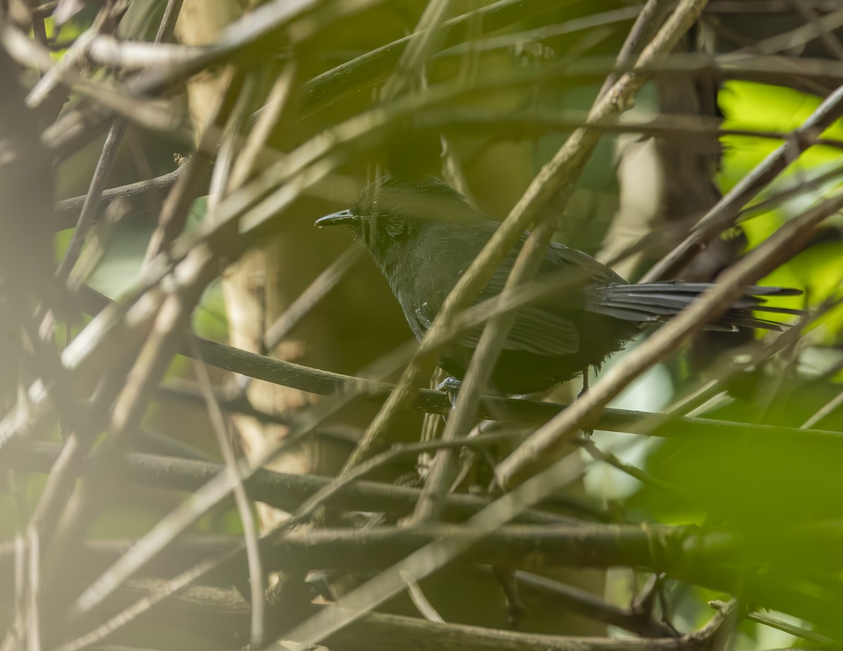 Mato Grosso Antbird - ML638376994