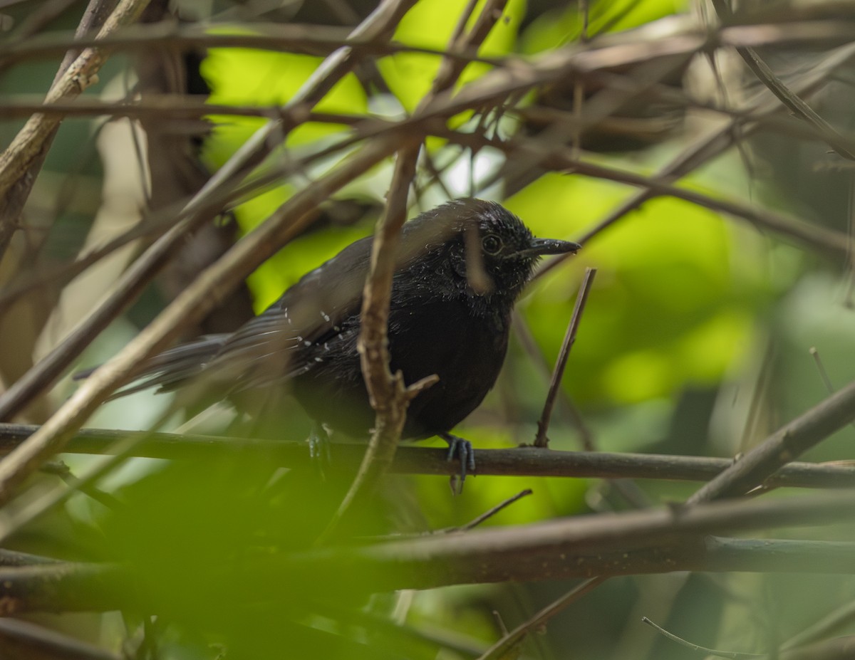 Mato Grosso Antbird - ML638376995