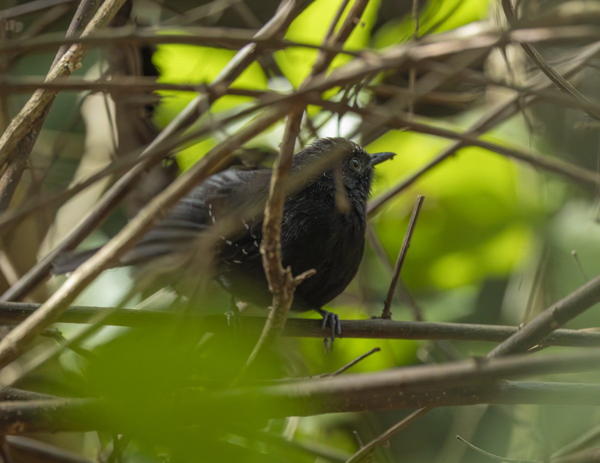 Mato Grosso Antbird - ML638376996